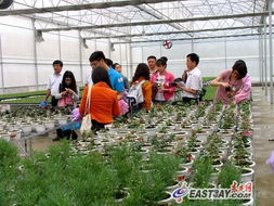 台湾花卉在贵州绽放 落地培育助农增收致富