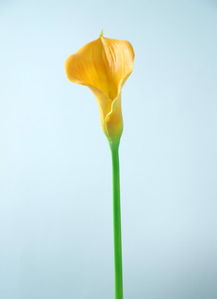 田园家居装饰新选择 马蹄莲与慈菇花PU仿真花厂家直销指南