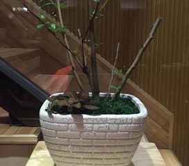 陶瓷花盆 室内兰花的艺术之选