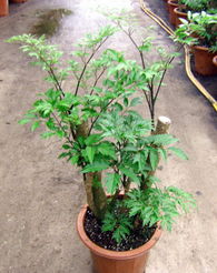 广州森源花卉 专业苗木种植，打造花卉世界优质产品展示