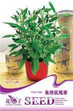 探索鼠尾草的食用魅力 从品种选择到家庭种植的全方位指南