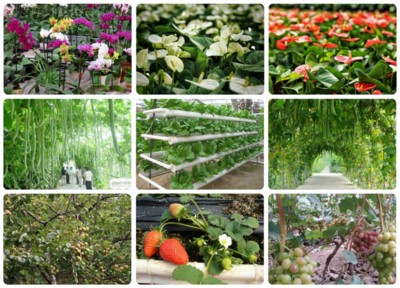 科技赋能，绿意盎然 探访北京小汤山现代农业科技示范园的苗木种植