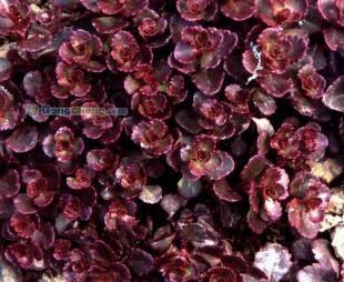 青州森淼花卉苗木园艺 高性价比绿化苗木供应专家