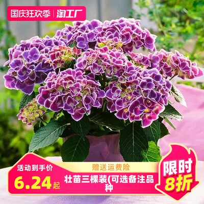 网购花卉，一触即达 探索绿意盎然的消费新潮流